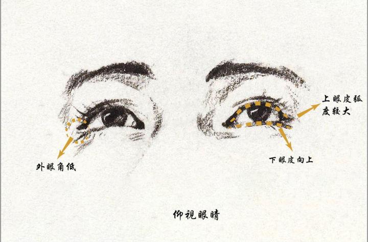 仰视 眼睛在面部的位置 为了使