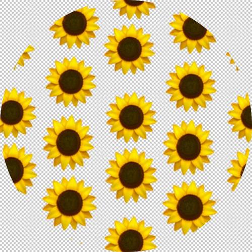 表情剪贴画,星形目,雏菊家庭,花粉,圆,植物,花,黄色,美学,太阳花