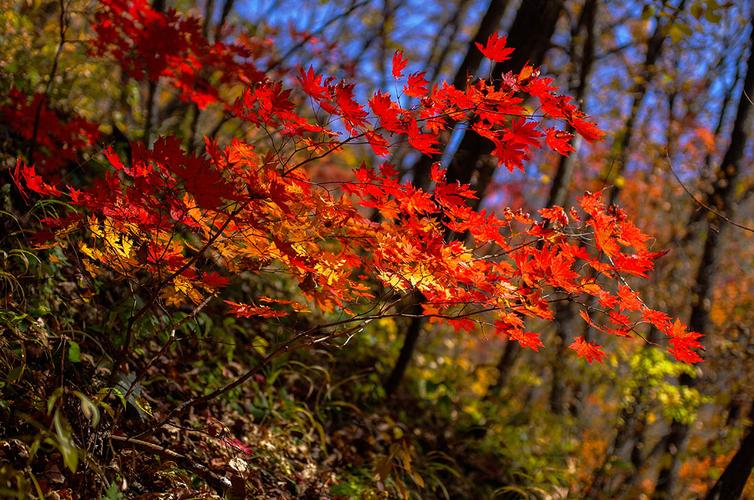 清源筐子沟的秋色