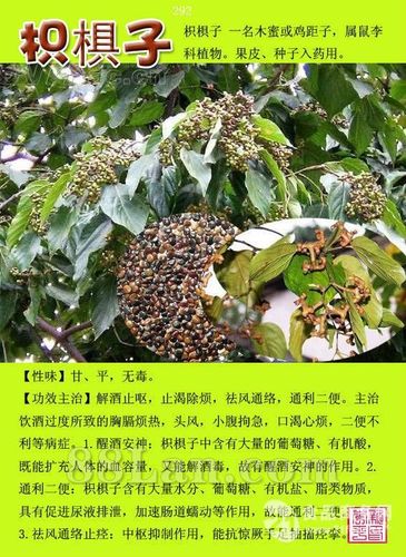 枳椇子提取物的功效作用