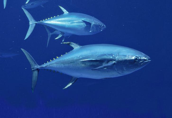 anglers await bluefin tuna, look longingly to the south