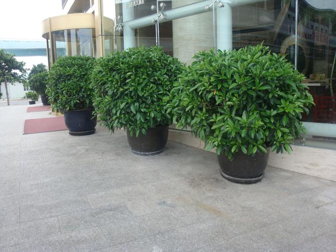 茉莉有好几种类,你指的是不是如下图植物,一般修剪成球状摆放在大门口