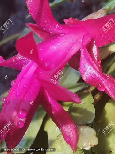 [正版商业] 蟹爪花