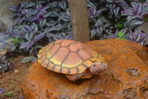 背甲黄色或灰黄色,腹甲黄色,黄金果冻龟眼大,瞳孔红色