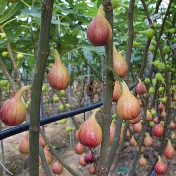 特大带果四季盆栽地栽无花果苗无花果树苗当年结果苗 3年苗(品种备注)