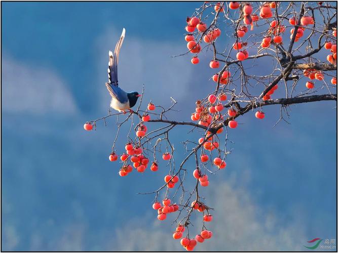 清晨,还是那棵熟悉的柿子树,红嘴蓝鹊准时来用餐.