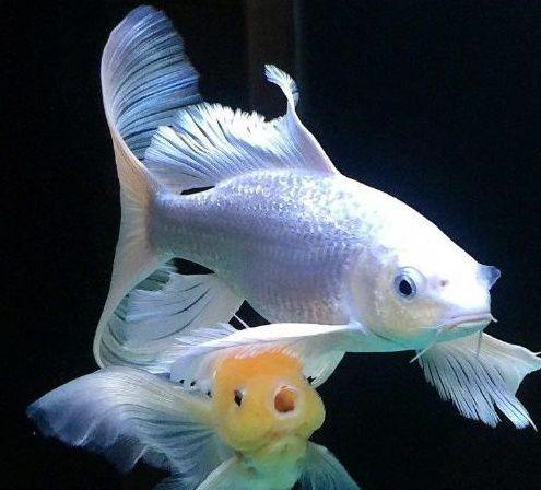 身姿飘逸的蝴蝶鲤饲养起来不难,别踩这些"雷",都不会出大事