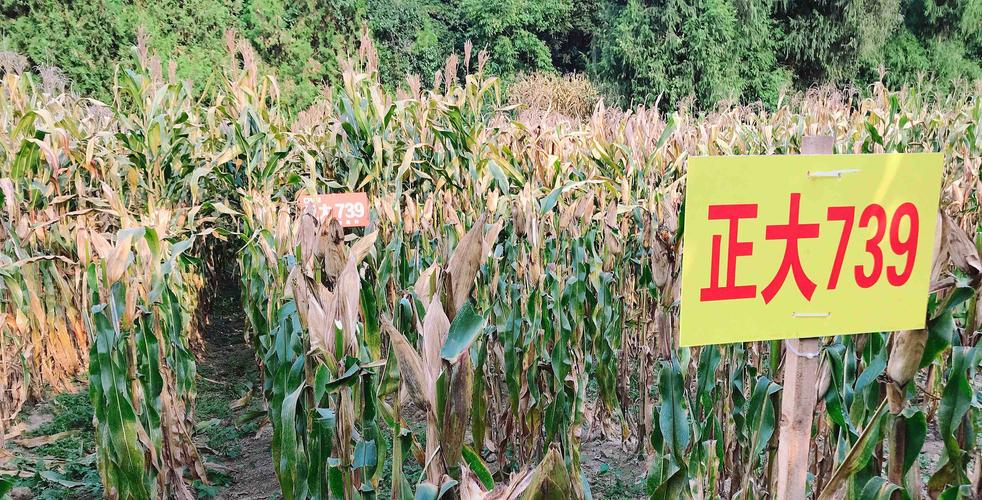 正大7系列玉米种正大719,正大729,正大739,正大749,8系列玉米种正大