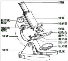 显微镜的结构和使用(1)认识显微镜:观察上图的显微镜