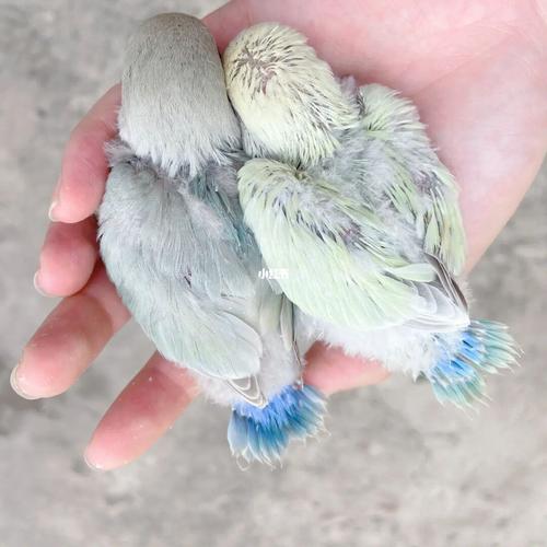 接新的小朋友回家了,还没有取名字,一个苹果绿金顶白面澳桂,一个绿美