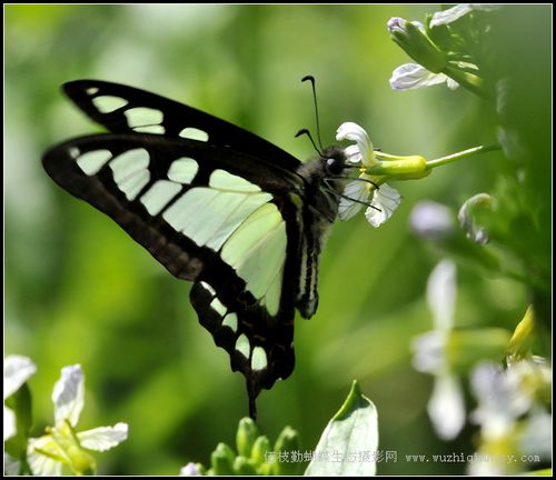 宽带青凤蝶 graphium cloanthus (westwood)
