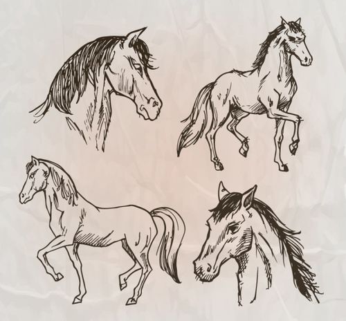 4款手绘骏马设计矢量素材,素材格式:ai,素材关键词:动物,纸张,褶皱,马