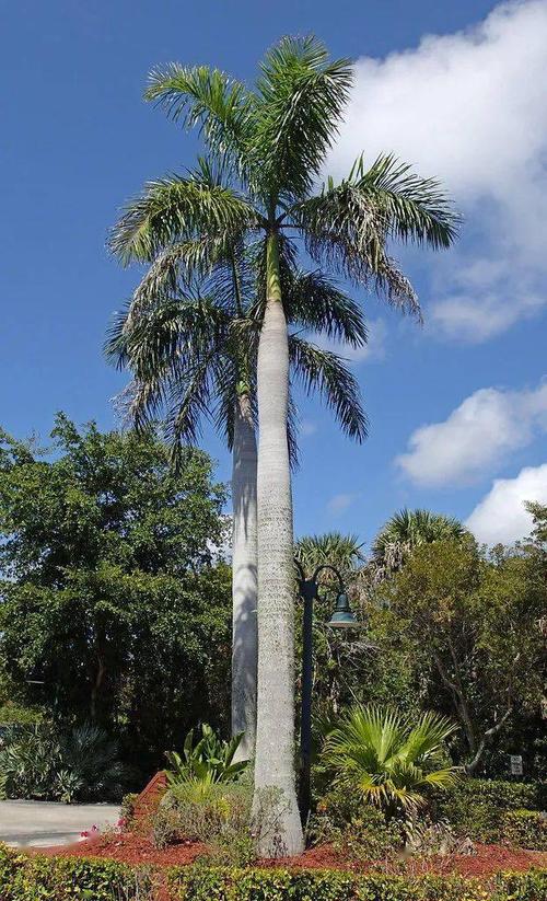 大王椰树