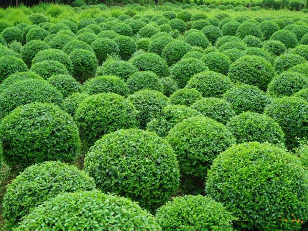 外形特征常绿小乔木,树冠三角状圆柱形或塔状圆锥形,渐尖,下部圆浑