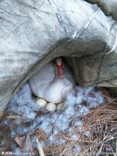 鸭子孵蛋图片