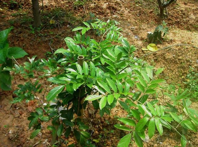 常被人遗忘野树,人称"牛大力",5年长1次,若能遇见,请