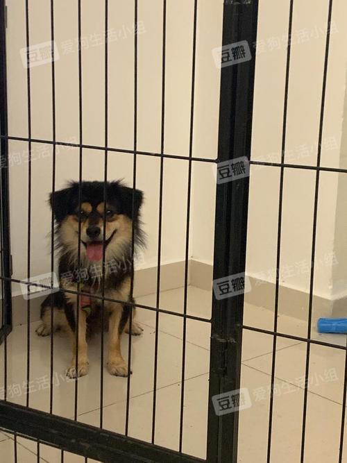 【领养】广州小型黑金博美串找领养