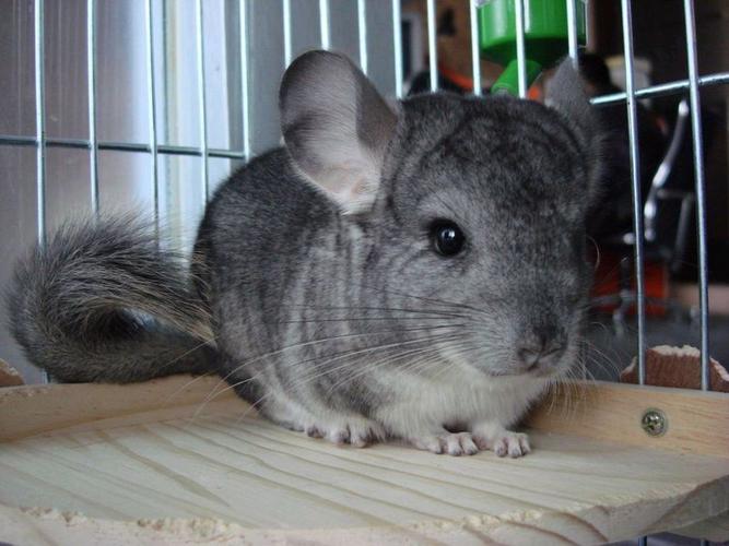 找北海养龙猫的朋友