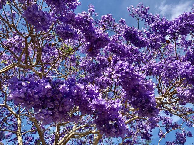 南半球的蓝花楹唯美浪漫的花雨