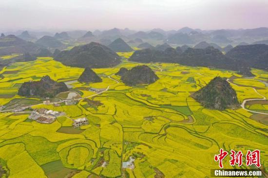 航拍贵州六枝万亩油菜花田