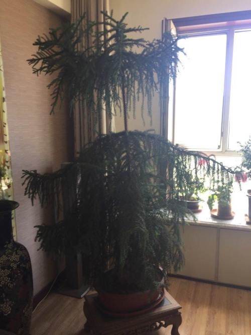 澳洲杉大盆盆景便宜出