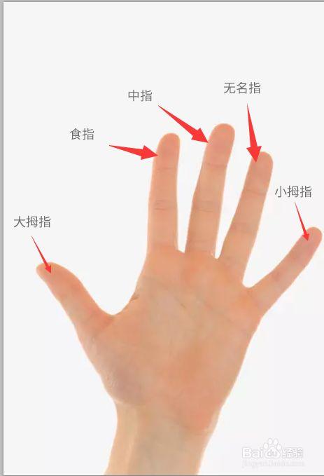 人的五根手指的名字