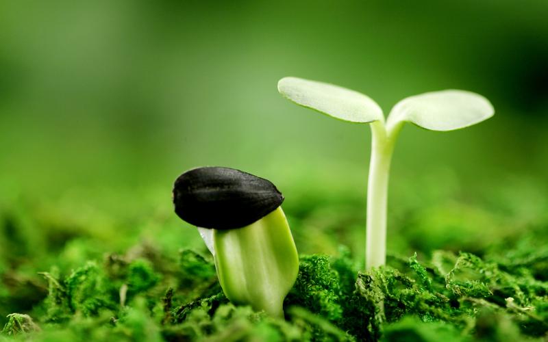 新芽嫩叶高清绿色植物桌面壁纸图片-桌面壁纸图片-24