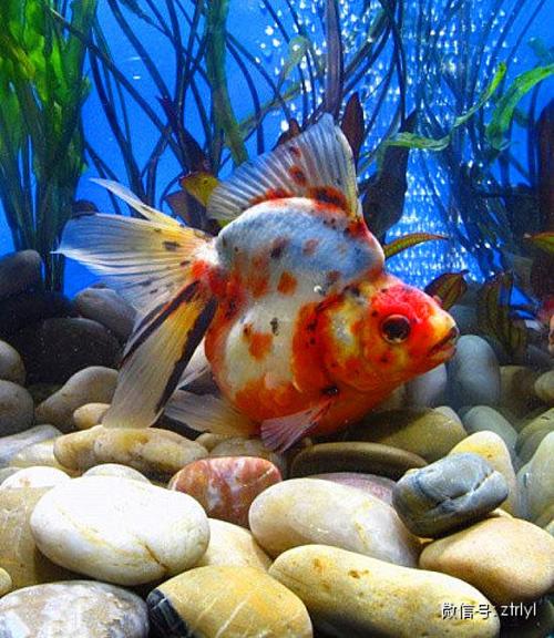 中国金鱼大全!确实漂亮养眼!