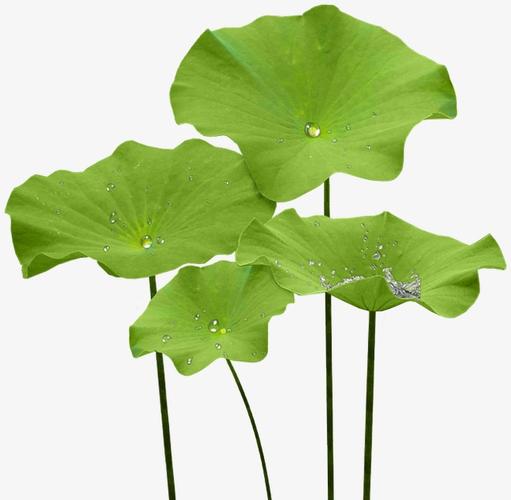 国潮装饰卡通荷叶荷花绿色花朵元素