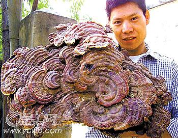 野生灵芝要怎么吃,有什么功效?