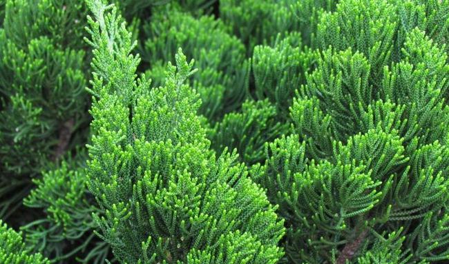 过年要在门上插柏树枝这个习俗你知道吗