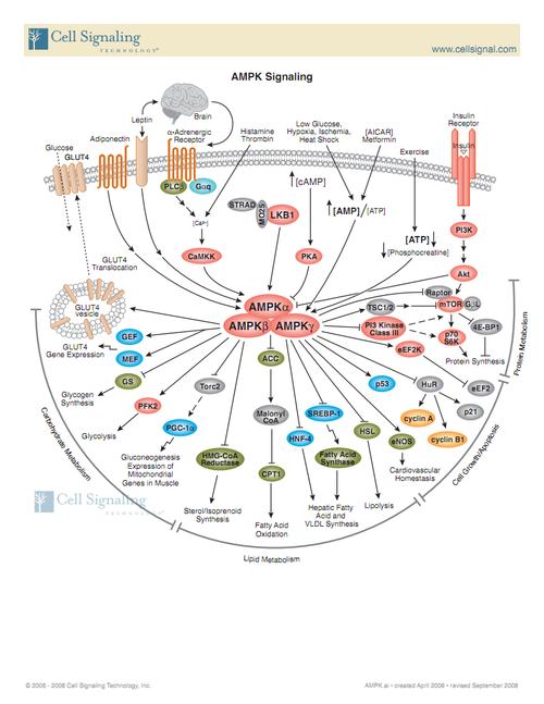 (免费) ampk 全面的 信号通道 形象集结.pdf 2页