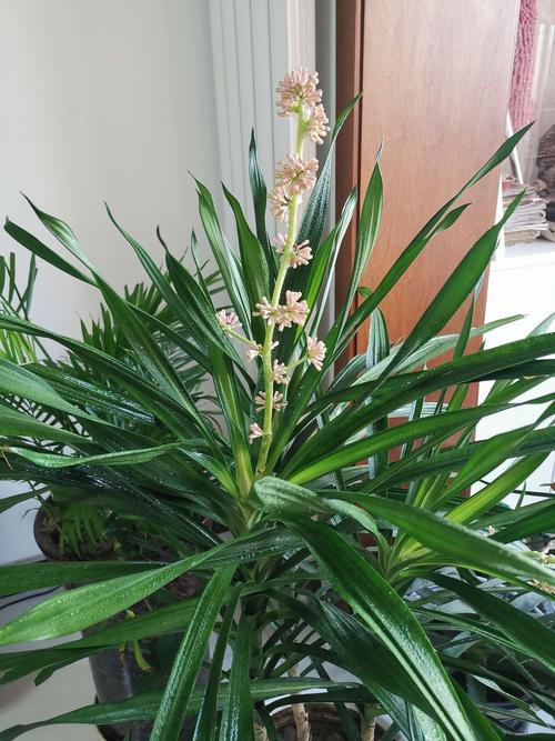 龙血树开花预兆吉祥,诸事平安!