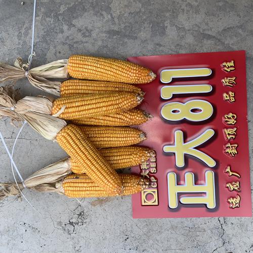 初秋,约你一起看玉米之正大811篇