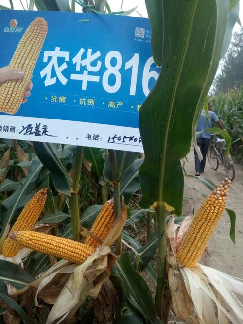 最新国审高密度超高产玉米新品种农华816