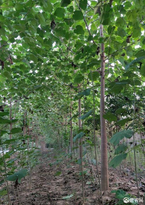 泡桐树苗圃批发,梧桐树价格,泡桐树苗批发