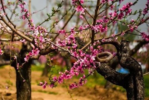 王莽万亩桃园桃花争相开放