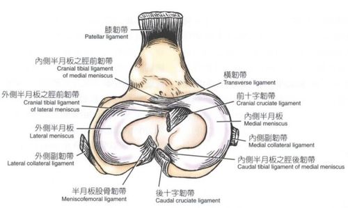 犬膝关节的局部解剖