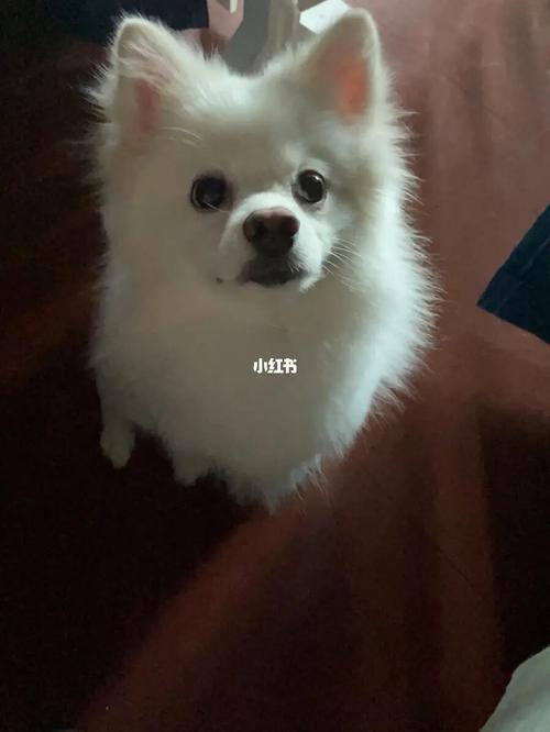 博美银狐串串_博美_串串_宠物_狗_晒狗