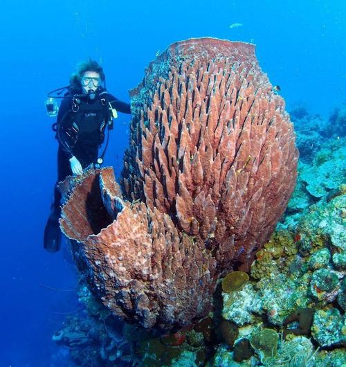 资料参考- siliceous deep-sea sponge monorhaphis chuni: a
