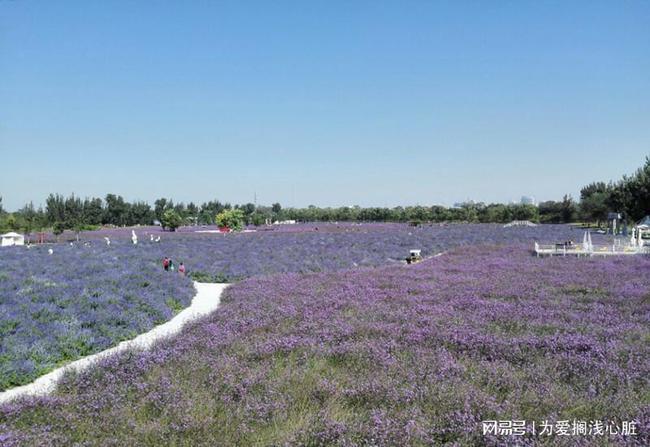 紫谷伊甸园之旅在北京寻找生活用花园疗愈自我