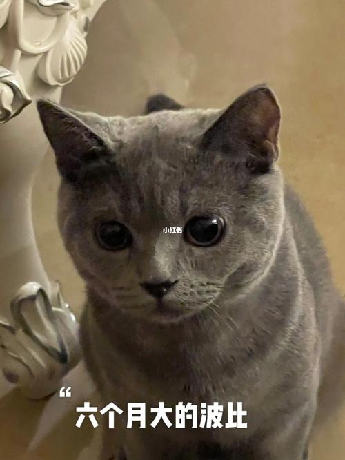 波比成长史93没养蓝猫前:好丑 养后:啊～真香_蓝猫
