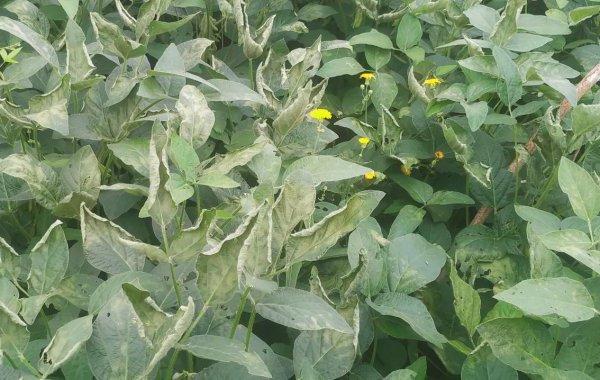 飞防后大豆叶片受害这种情况对产量影响有多大