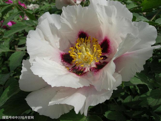 中川牡丹园的紫斑牡丹信息在这里面