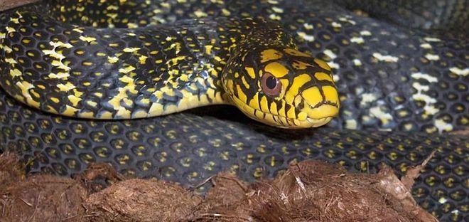 一里王锦蛇十里无毒蛇王锦蛇为什么能成为毒蛇克星