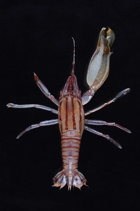 鼓虾简笔画