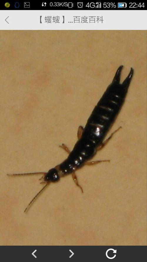  这就是蠼螋 1 已赞过 已踩过   你对这个回答的