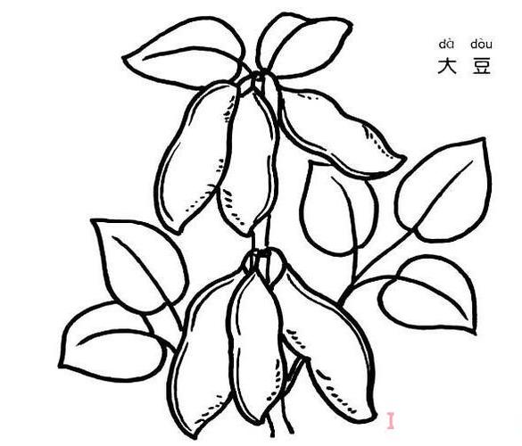 一株大豆怎么画 大豆的画法简笔画图片
