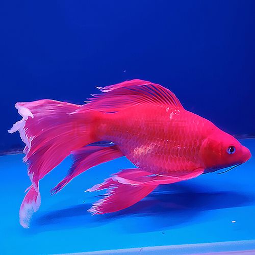 天弗火红蝴蝶鲤熊猫蝴蝶鲤冷水鱼鱼球形蝴蝶鲤观赏鱼锦鲤鱼苗 火红