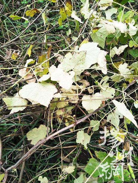 你见过野葡萄吗?攀爬能力非常强大结黑色小果子